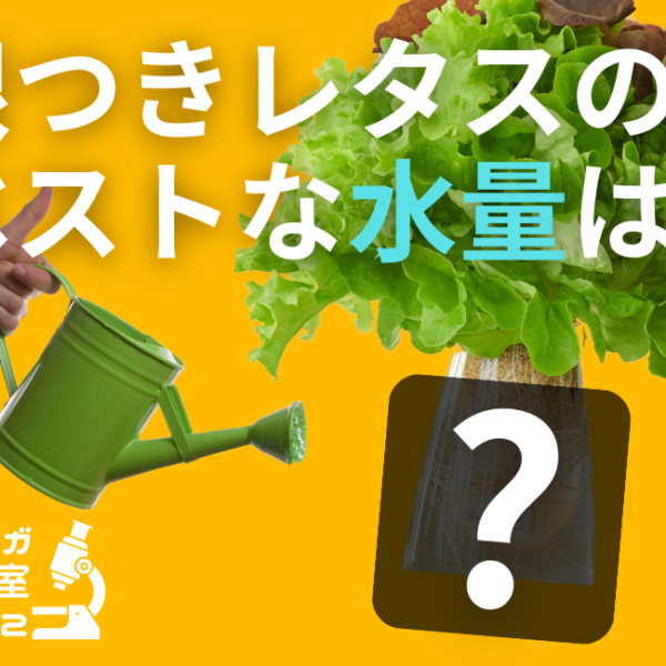 【吉永研究室 vol.2】「土つきレタスを長持ちさせる方法を研究」